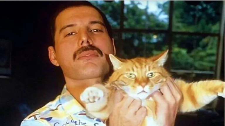 ¿Qué pasó con los gatos de Freddie Mercury después de su muerte?