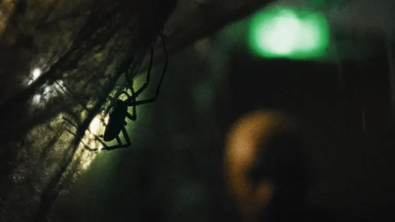 Si te dan miedo las arañas, no te acerques a esta nueva película de terror
