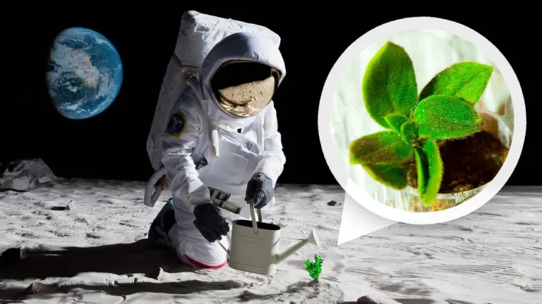 La NASA va a intentar plantar patatas… en La Luna