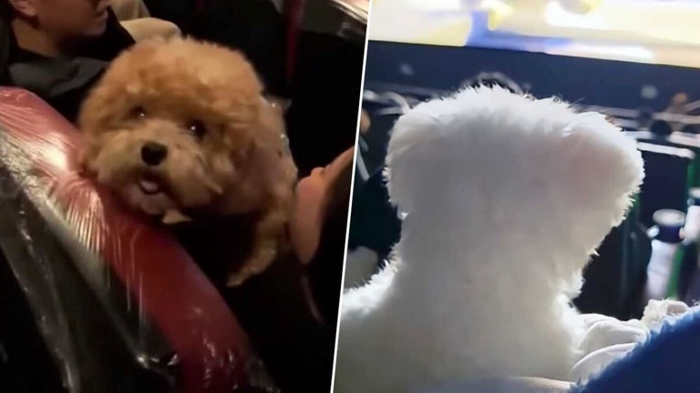 La adorable iniciativa de…