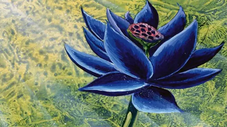 Image of article: A Signed Black Lotus Card…