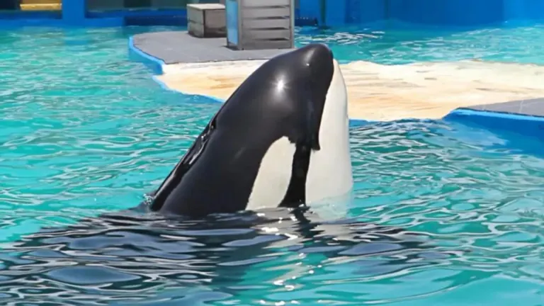 The Remarkable Journey of Lolita the Killer Whale: A Captive for 50 Years, Finally Set Free!
