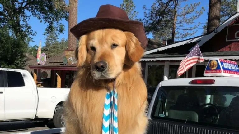 A Pawsome Election Outcome: Aprende, 23-J Elects Adorable Dog as their Mayo