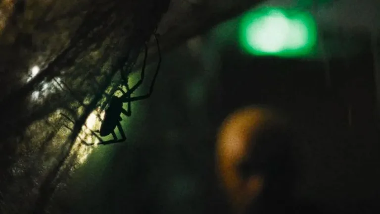 If you are afraid of spiders, don’t get close to this new horror movie