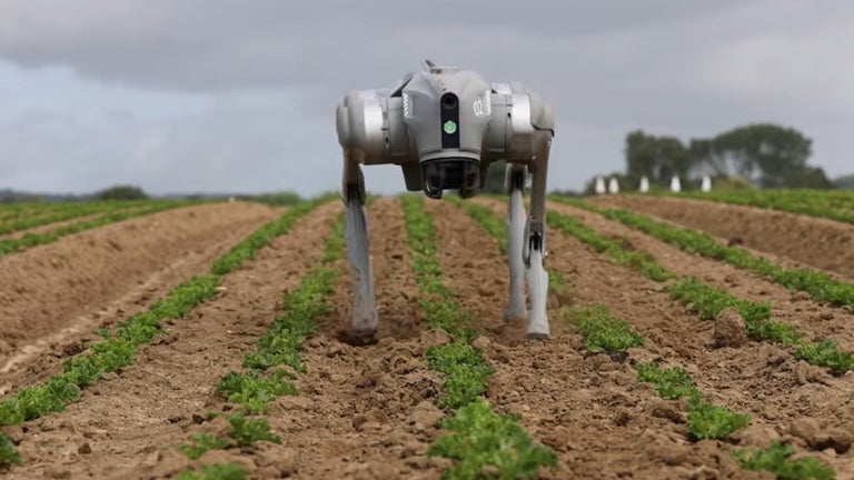 Robot dogs are now being …