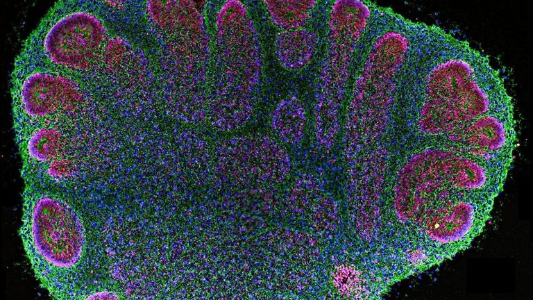 Lab-grown brain tissue no…