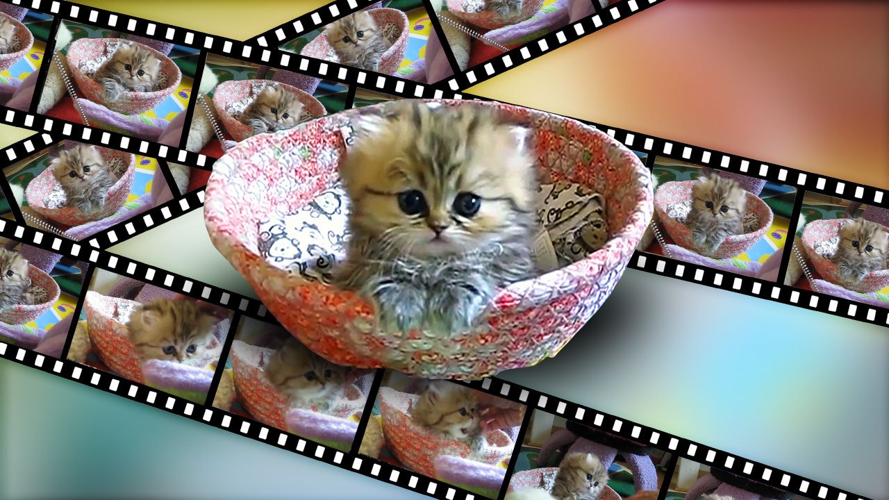 Imagen del artículo: Crea GIF animados de gato…