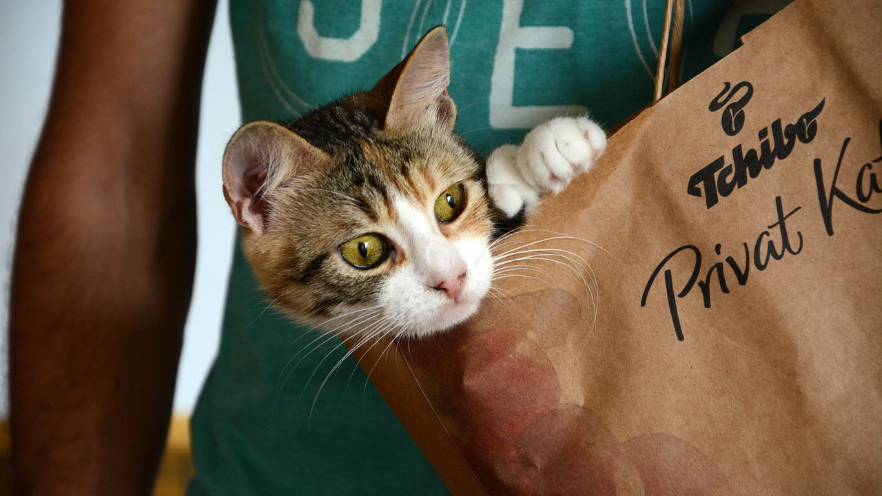 Los gatos colaboran en Tw…