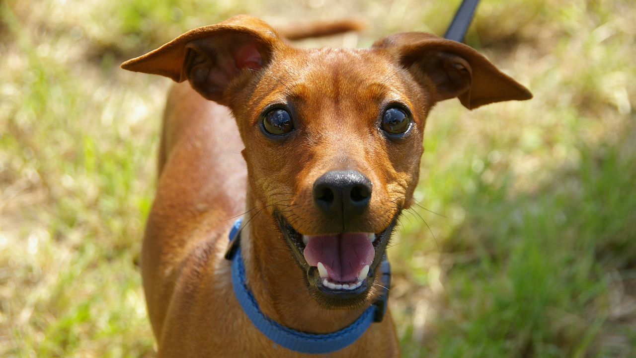 Imagen del artículo: Llega una nueva consola… …