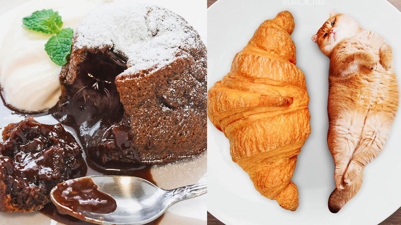 Comida + Gatos = Estas cu…