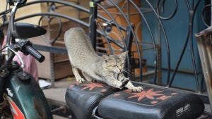 Imagen del artículo: Por qué tu gato destroza …