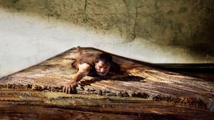 Francia nos ofrece un rem…