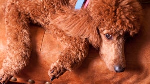 Image of article: Google researchers discov…