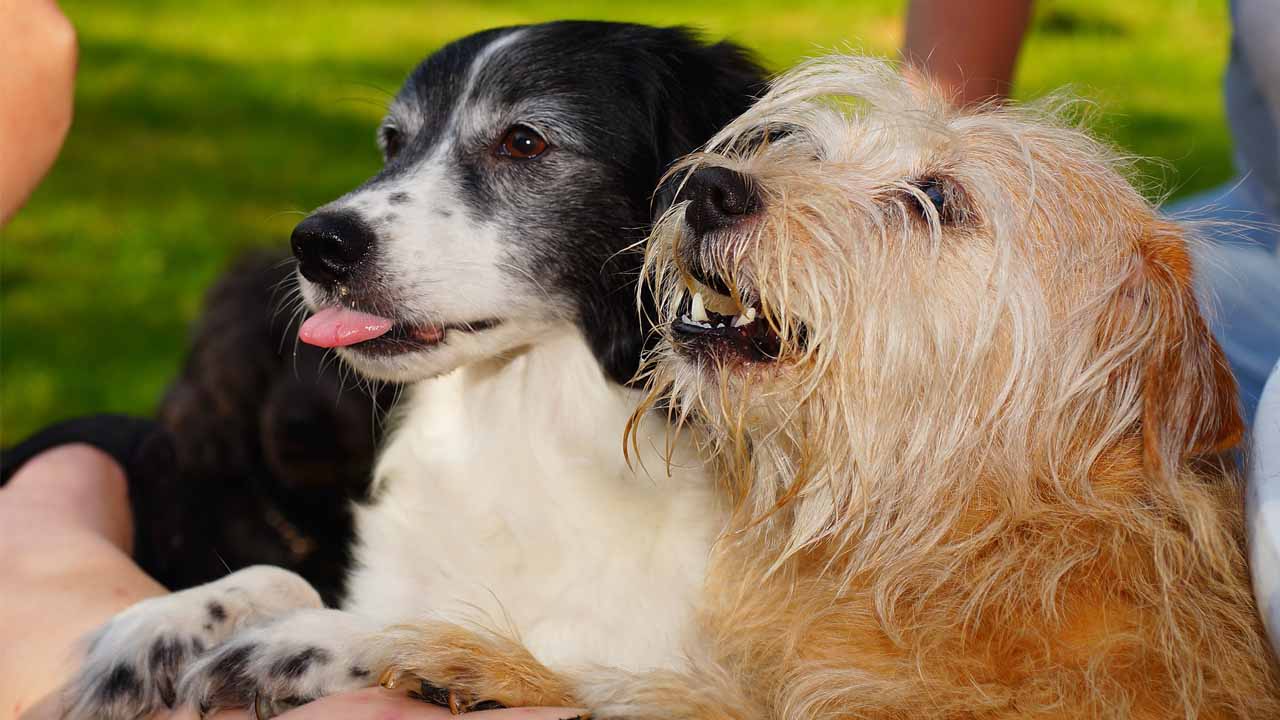 8 reasons why doggos rule…