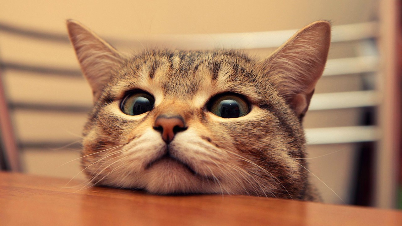 How to make sure your cat…