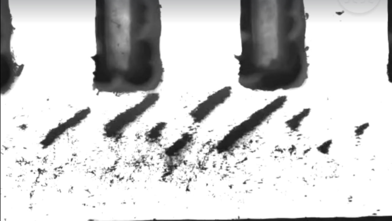 Watch: Swarm of millions …