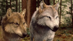 Image of article: Twilight surges on stream…