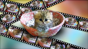 Windows: créer des gifs animés de chats pour Facebook, Twitter, les forums et les avatars