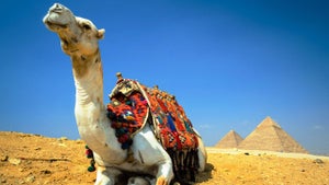 Les pyramides de Gizeh et…