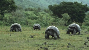 Le Secret Story des anima…