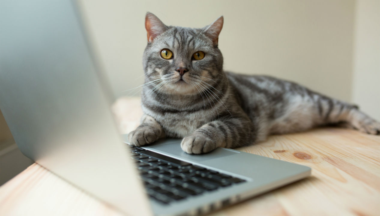 Qué puedes hacer si Windows 10 no arranca