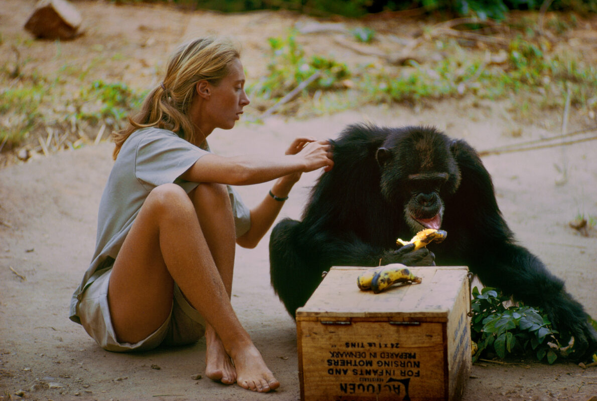 Las 10 mejores películas y series documentales de National Geographic ...