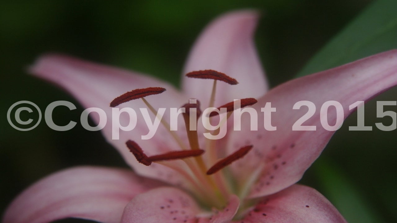 Mark Your Territory: Using Watermarks in Format Factory