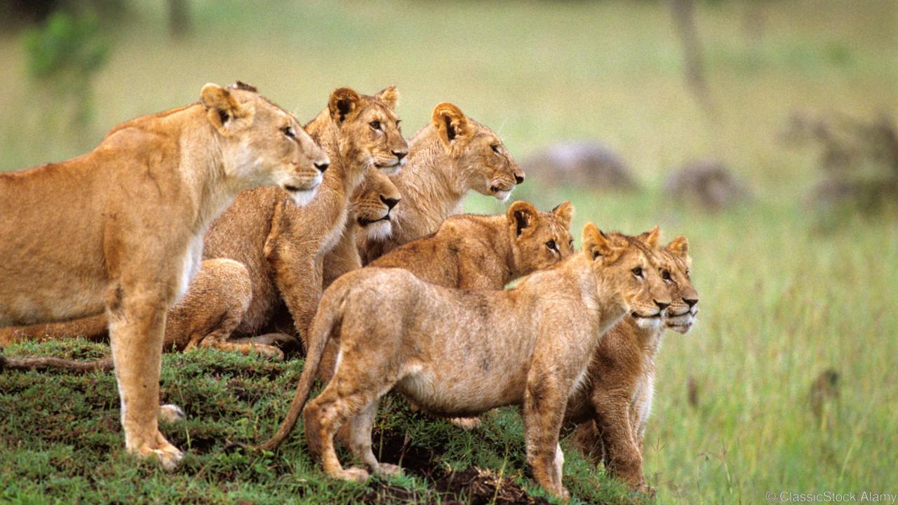 How to survive encounters with these 10 animals