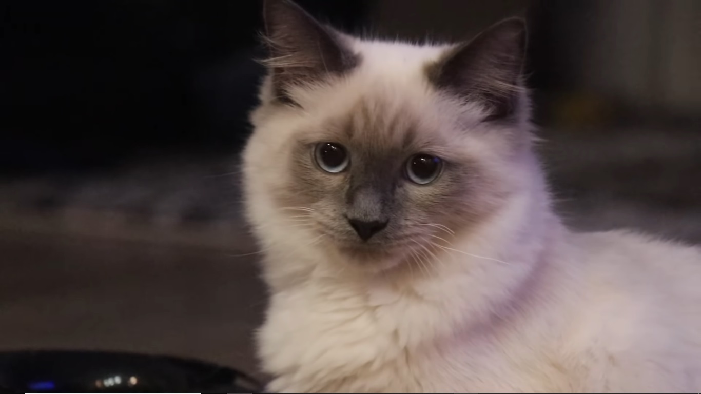 Top 5 YouTube channels for pet owners