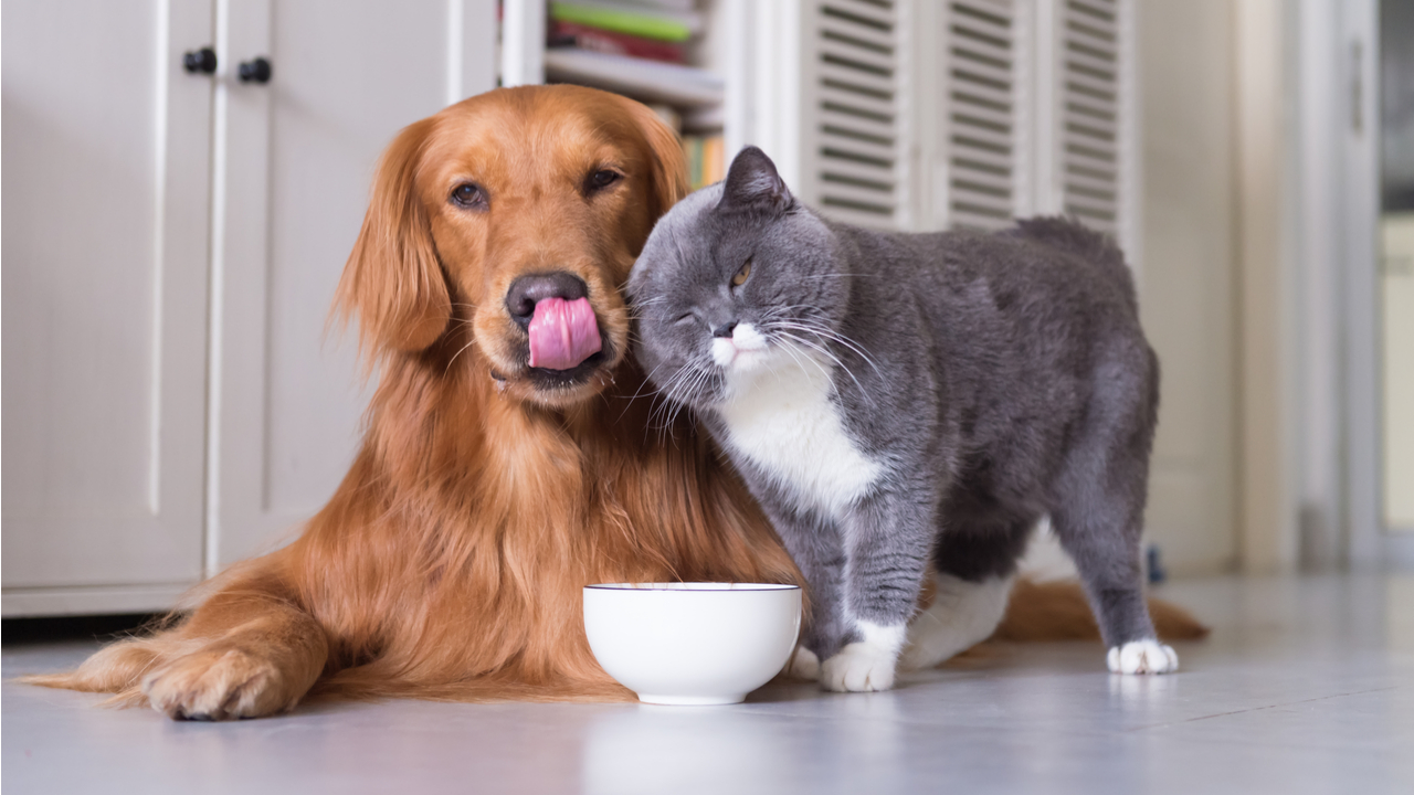 Top 5 apps for pet owners