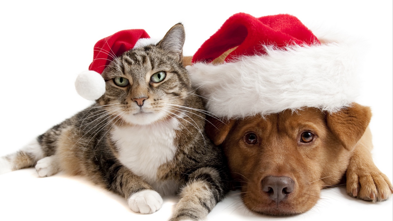 5 best online shopping sites for your pets