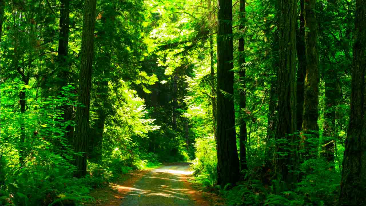 Fight back against climate change by switching your search engine