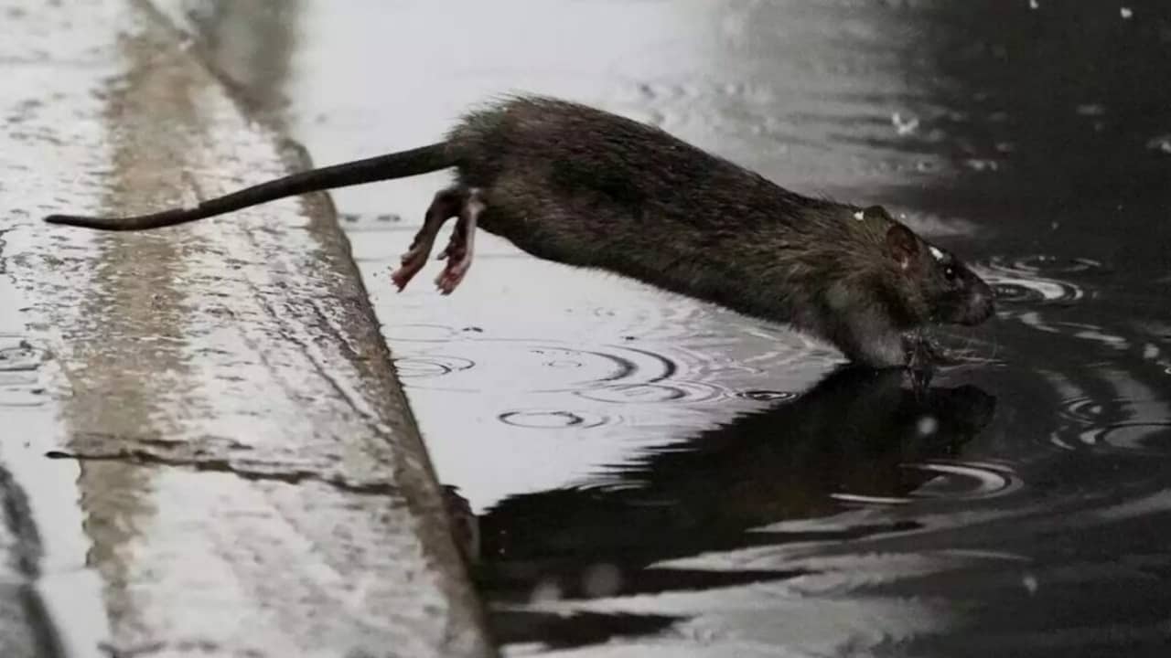 rat in New York City